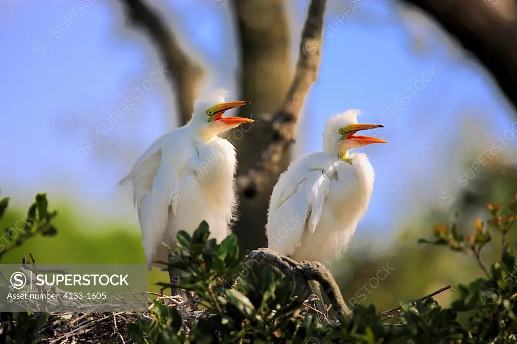 Great White Egret,Egretta alba,Florida,USA,youngs on tree in nest
