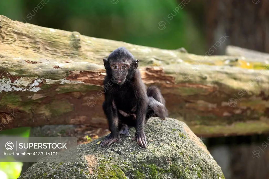Celebes Crested Macaque,Macaca nigra,Asia,young on tree