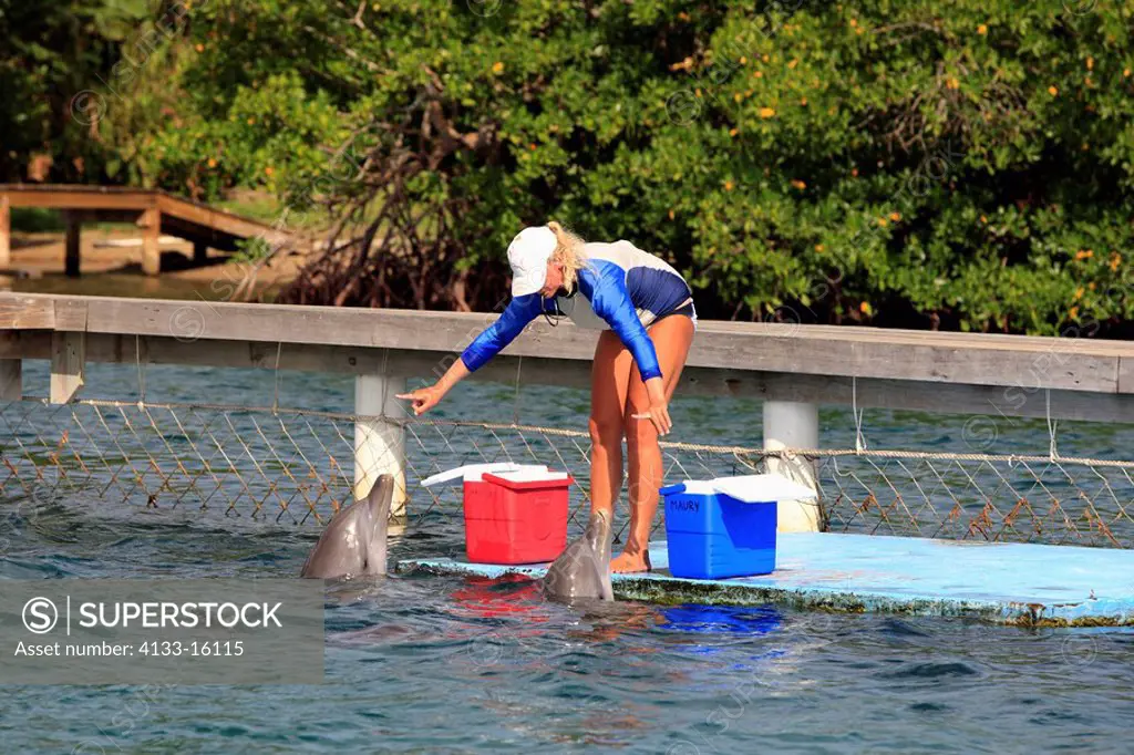 Bottle_nosed Dolphin,Bottle Nosed Dolphin,Bottle Nose Dolphin,Tursiops truncatus,Roatan,Honduras,Caribbean,Central America,Lateinamerica,two adults wi...