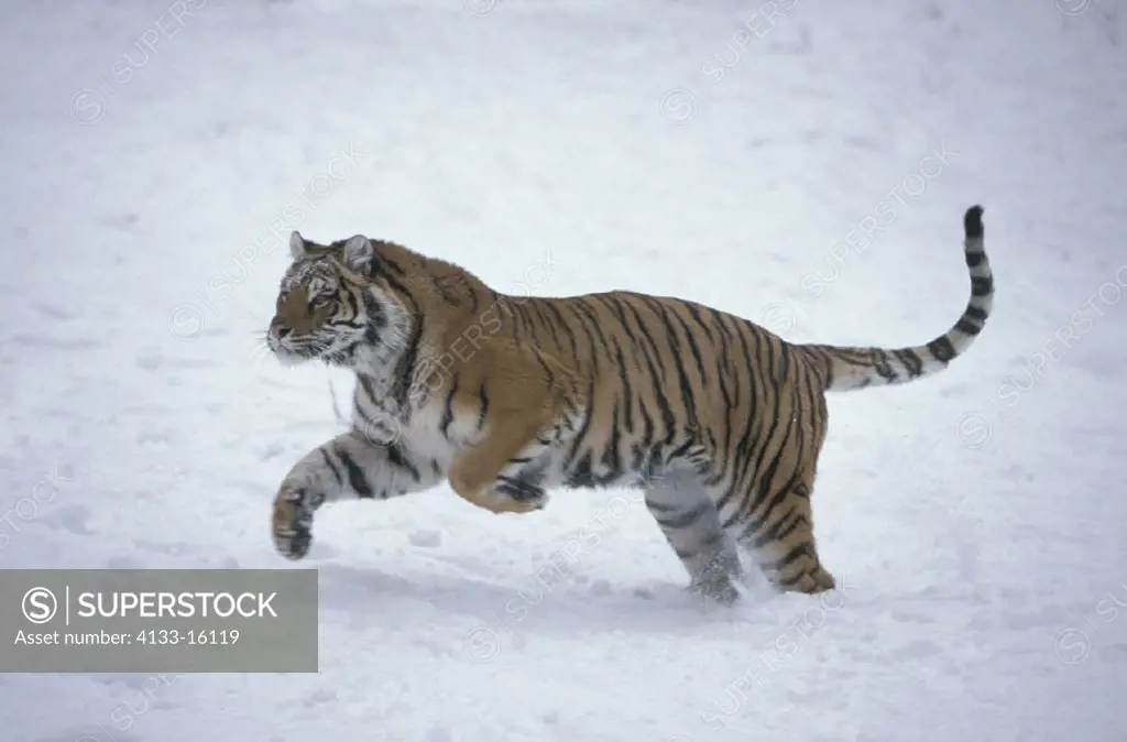 Siberian Tiger , Panthera tigris altaica , Montana , USA , Adult jumping , running in snow