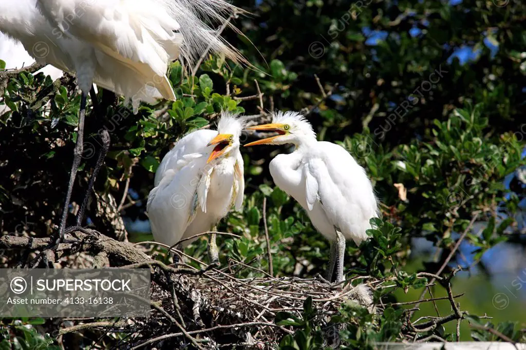 Great White Egret,Egretta alba,Florida,USA,youngs on tree in nest
