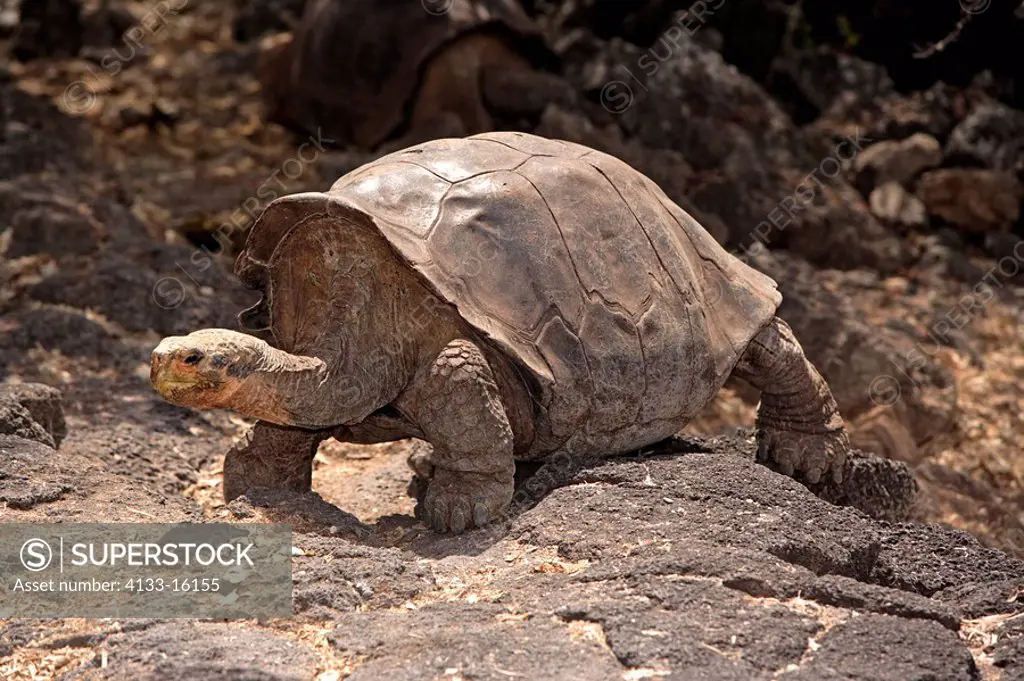 Galapagos Tortoise,Giant Tortoise,Geochelone nigra,Galapagos Islands,Ecuador,adult