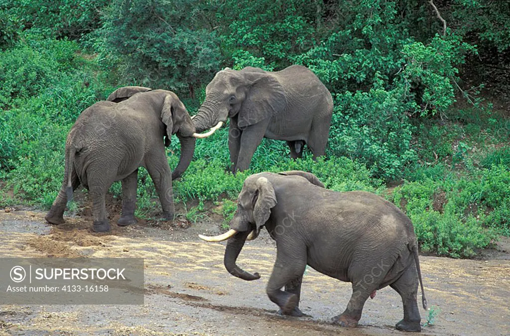 African Elephant Loxodonta africana Kruger Nationalpark South Africa Africa
