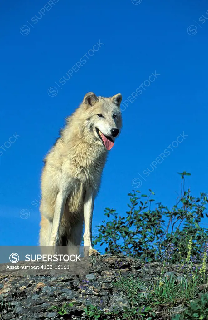 Grey Wolf White Wolf Canis lupus tundrorum Montana USA