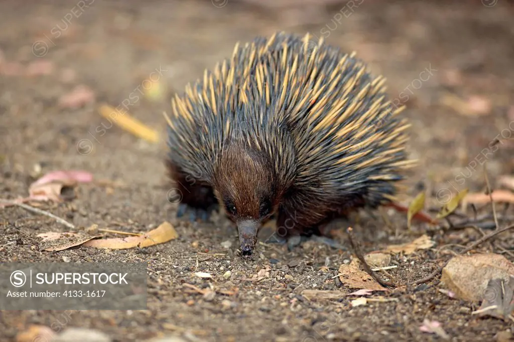 Short beaked Echidna,Tachyglossus aculeatus,Australia,adult searching for food