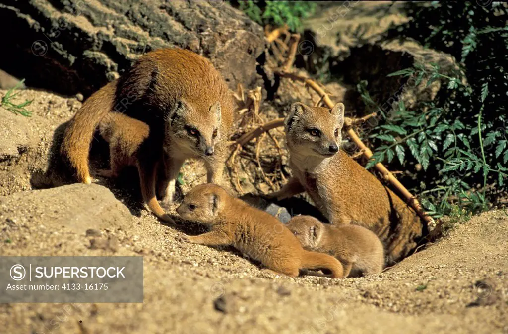 Yellow Mangoose,Cynictis penicillata,Africa,family with young cubs at cave