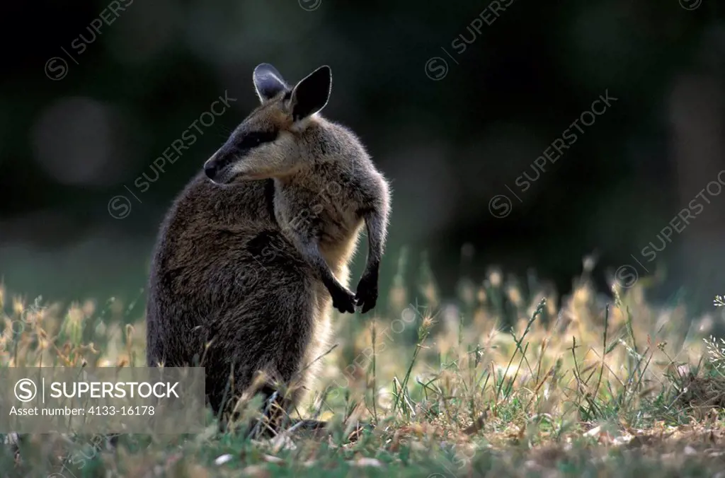 Whiptail Wallaby,Macropus parryi,Australia,adult