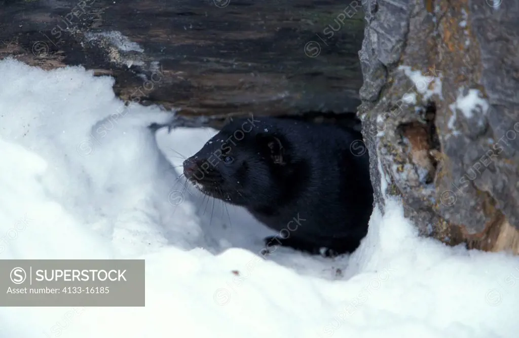 Mink,Mustela vison,Montana,USA,adult in winter in snow