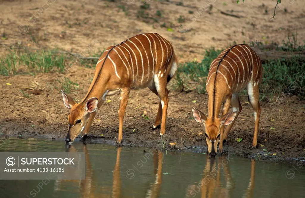 Nyala,Tragelaphus angasi,Mkuzi Game Reserve,South Africa,Africa,adult females drinking at water