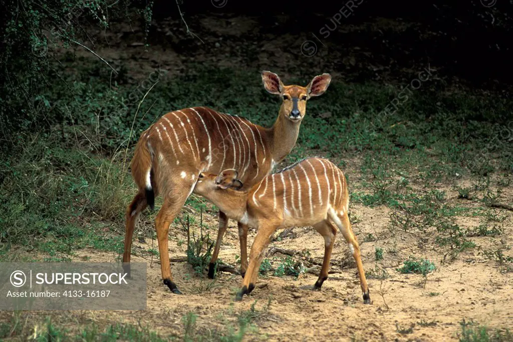 Nyala,Tragelaphus angasi,Mkuzi Game Reserve,South Africa,Africa,adult female with young suckling