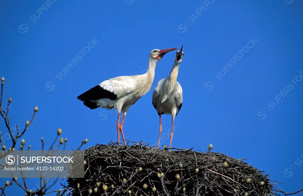 White Stork,Ciconia ciconia,Mannheim,Germany,Europe,adult couple clatters on nest
