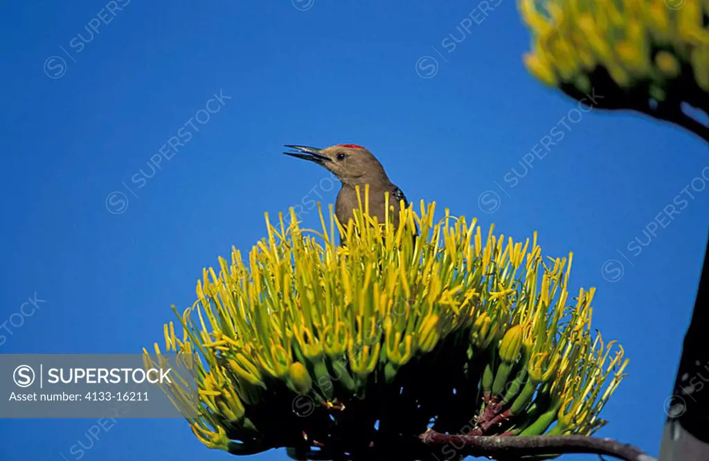 Gila Woodpecker Melanerpes uropygialis Sonora Desert Arizona USA
