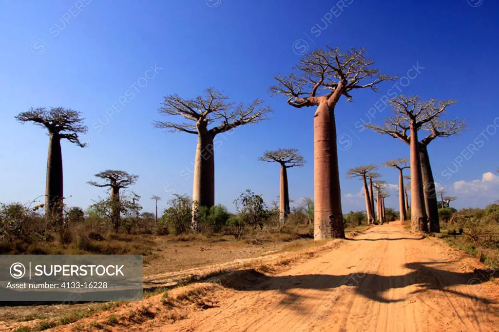 Madagascar Baobab, Adansonia Grandidieri, Morondava, Madagascar , Allee of Baobab