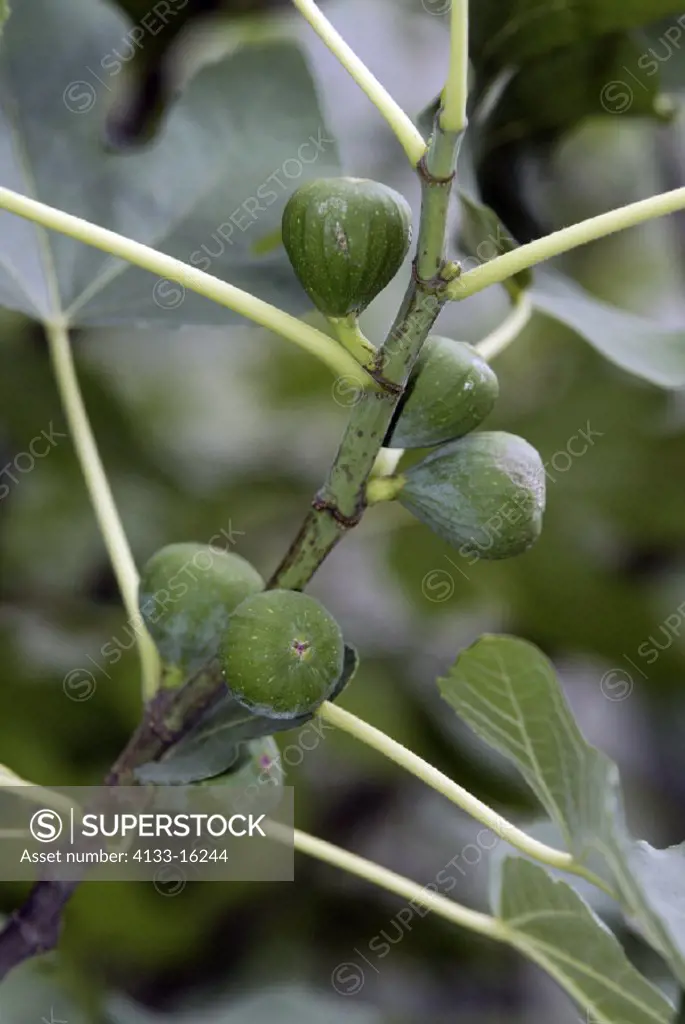 Fig, Ficus carica, Germany, fruit