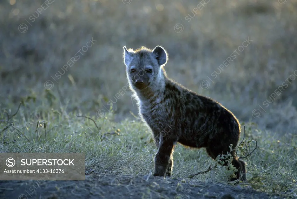 Spotted Hyaena, Crocuta crocuta, Masai Mara, Kenya, cub