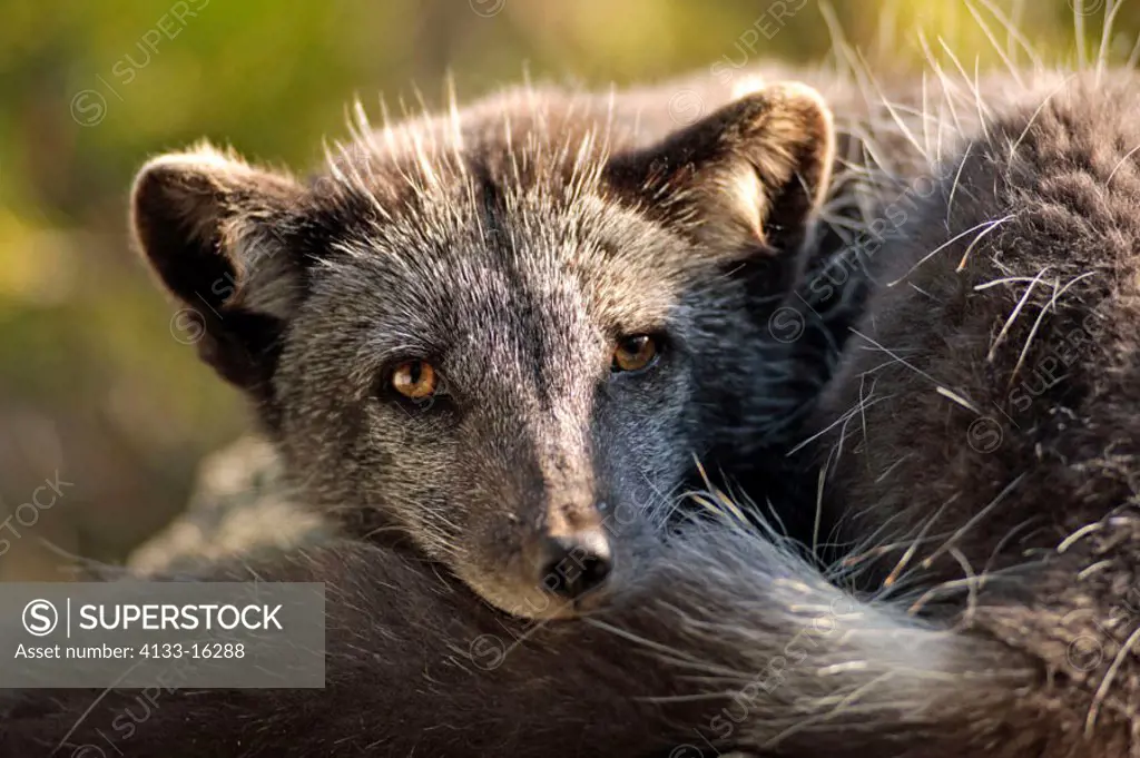 Arctic Fox Alopex lagopus USA