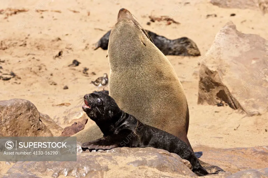 Cape Fur Seal, Arctocephalus pusillus, Cape Cross, Namibia , Africa, adult female with young pup calling