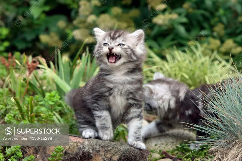 Maine Coon Housecat, Silvestris domestic spec, Germany, cub calling