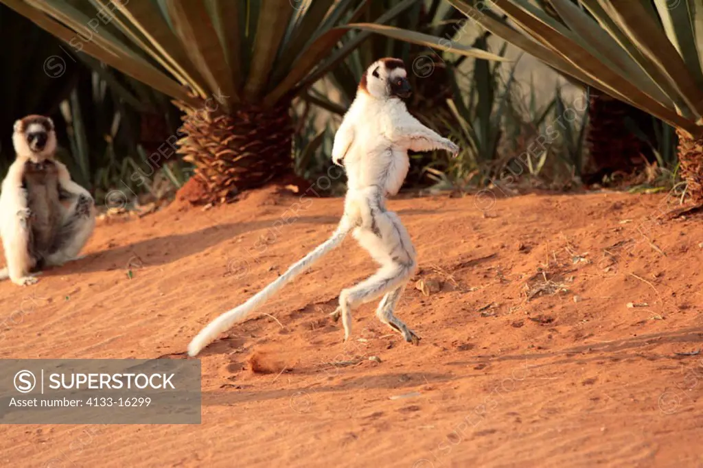 Verreaux`s Sifaka, Propithecus verreauxi coronatus, Berenty Game Reserve, Madagascar, adults jumping