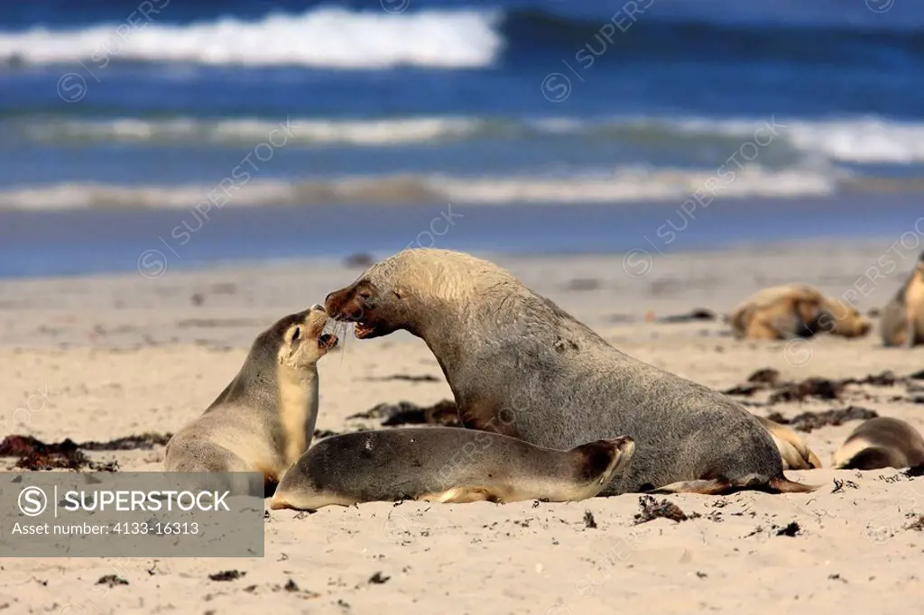 Australian Sea Lion,Neophoca cinerea,Kangaroo Island,Australia,group of male and female with young at beach