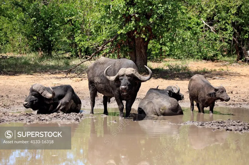 African Buffalo,Syncerus caffer,Kruger Nationalpark,South Africa,Africa,group of adults at waterhole