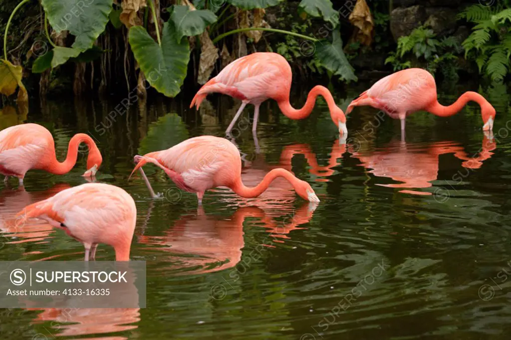 American Flamingo, Phoenicopterus ruber ruber, South America, Latin America, group of adults feeding in water