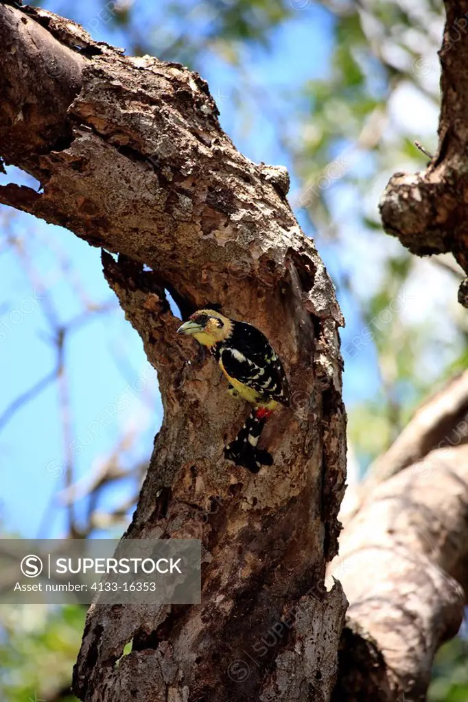 Crested Barbet,Trachyphonus vaillantii,Kruger Nationalpark,South Africa,Africa,adult on tree