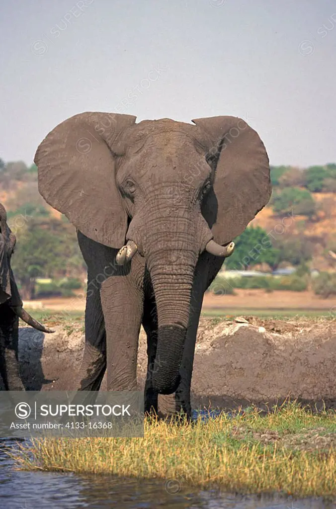 African Elephant Loxodonta africana Chobe Nationalpark Botswana Africa