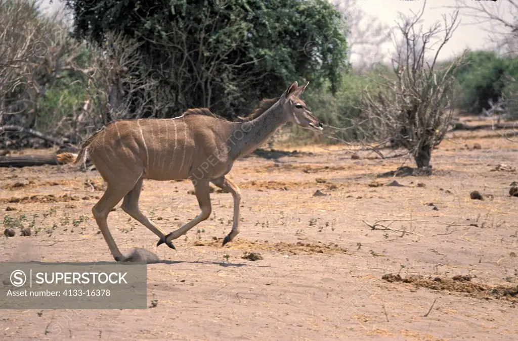 Greater Kudu,Tragelaphus strepsiceros,Chobe Nationalpark,Botswana,Africa,adult,female,walking