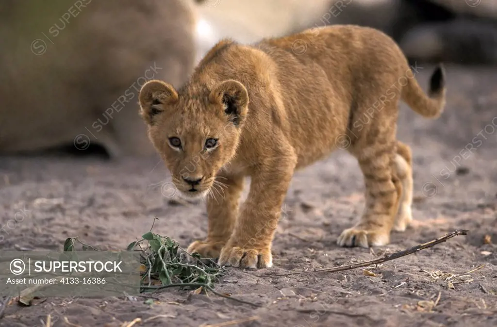 Lion,Panthera leo,Chobe NP,Botswana,Africa,young cub