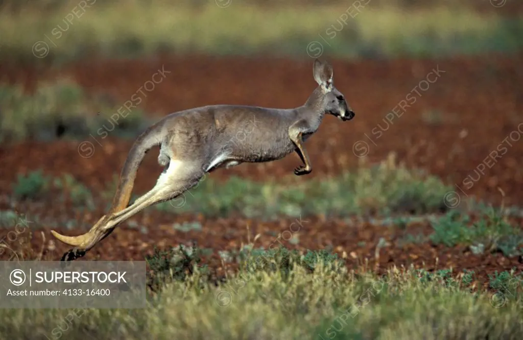 Red Kangaroo,Macropus rufus,Australia,Sturt Nationalpark,adult female jumping
