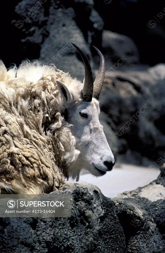 Mountain Goat,Oreamnos americanus,USA,adult portrait