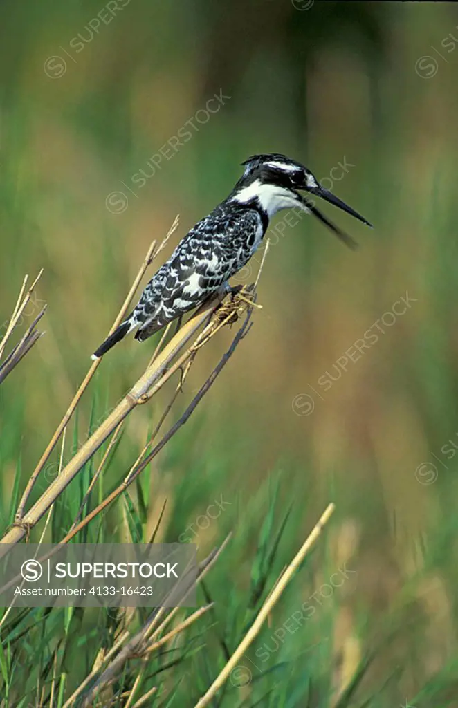 Pied Kingfisher Ceryle rudis Kruger Nationalpark South Africa Africa