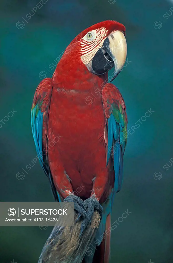Red Blue and Green Macaw Ara chloroptera South America