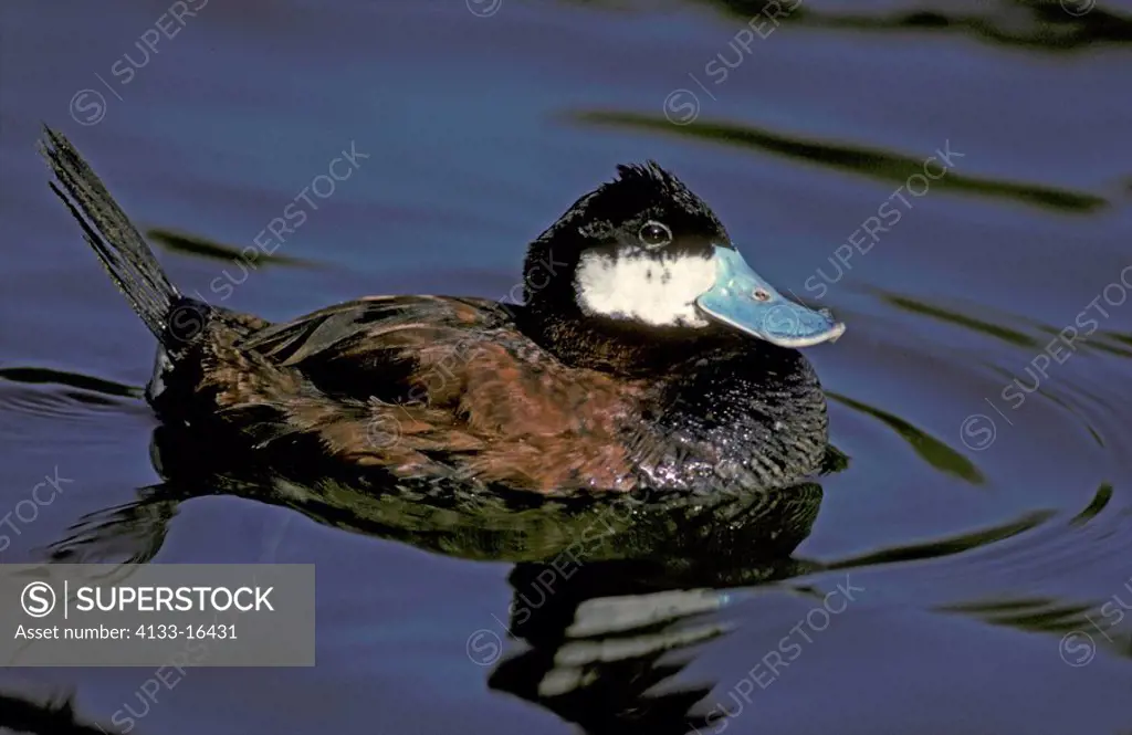 Ruddy Duck,Oxyura jamaicensis,Germany,Europe,adult male swimming in water