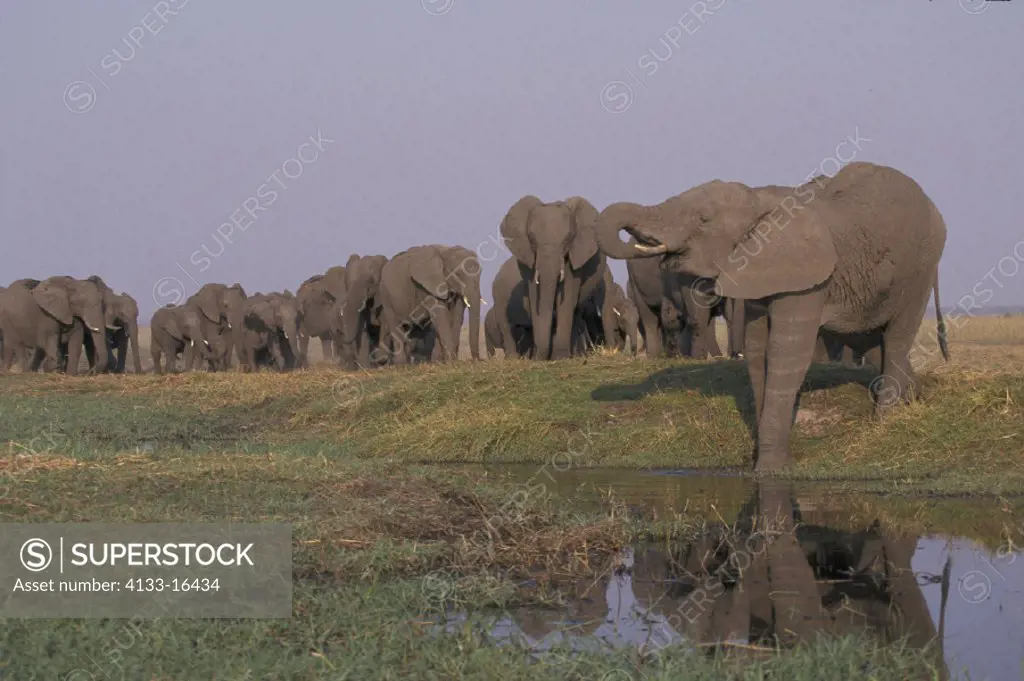African Elephant , Loxodonta africana , Chobe National Park , Botswana , Africa , Adults , Herd , Group , drinking