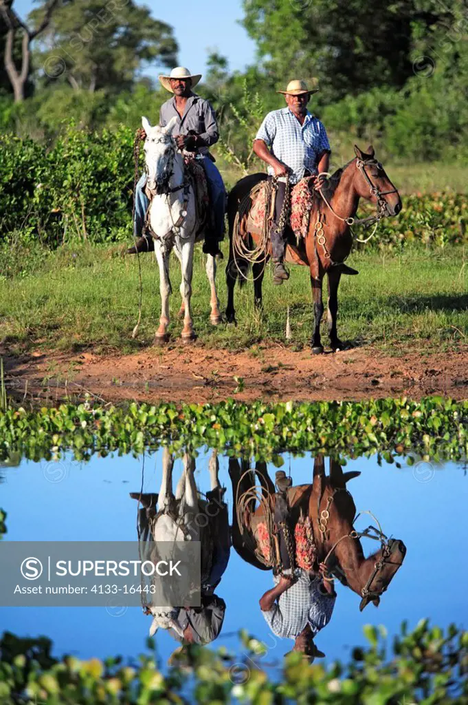 Pantanal Cowboy,Pantaneiro,Horse,Pantaneiro Horse,Pantanal,Brazil,riding