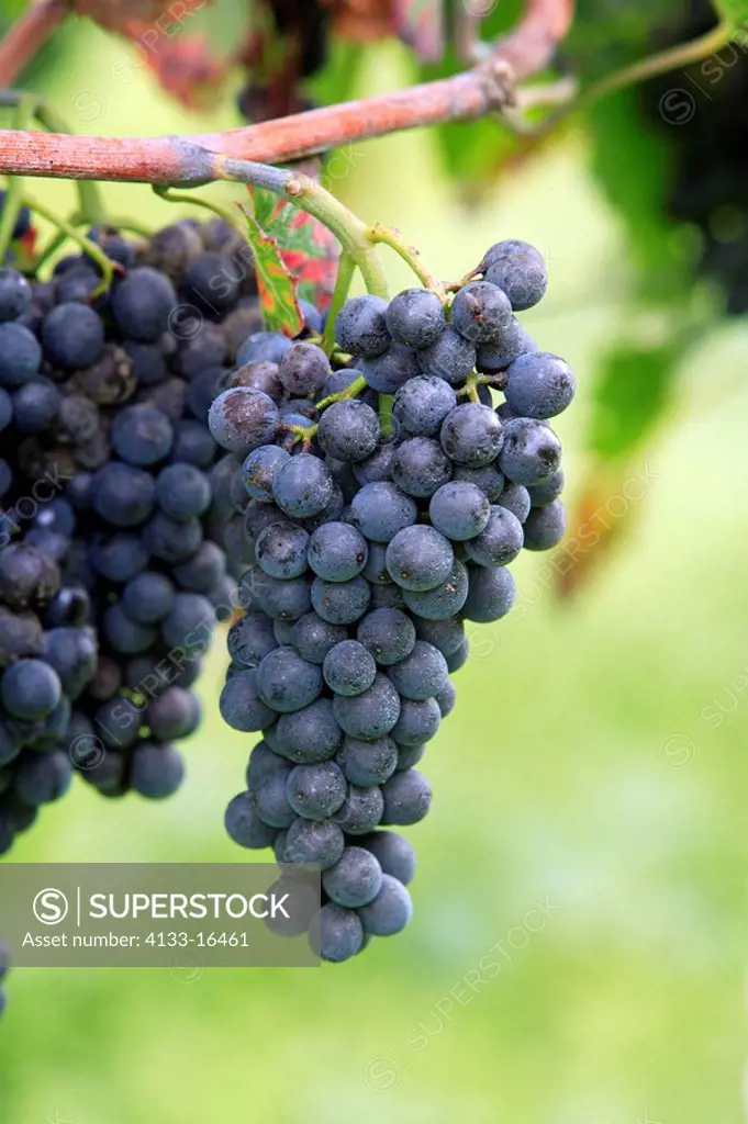 Grape-vine,Grape vine,Vitis vinifera,Germany,bunch of grapes before harvest
