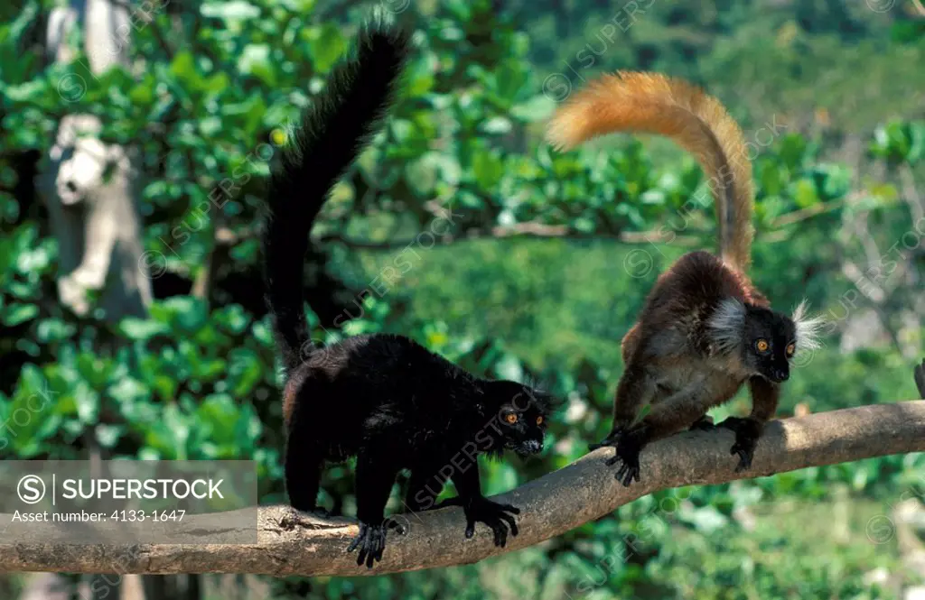 Black Lemur,Lemur macaco,Nosy Komba,Madagascar,Africa,adult couple on tree