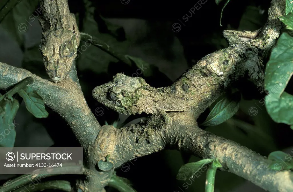 Leaf tailed gecko , Uroplatus guentheri ,  Madagascar  , adult on tree