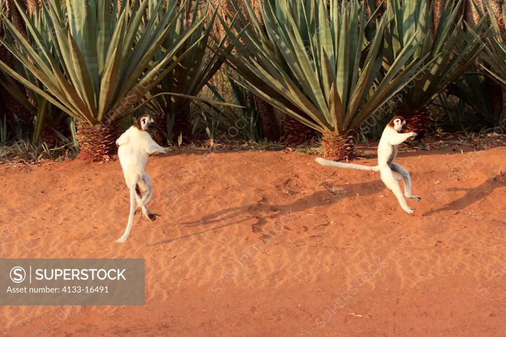 Verreaux`s Sifaka, Propithecus verreauxi coronatus, Berenty Game Reserve, Madagascar, adults jumping