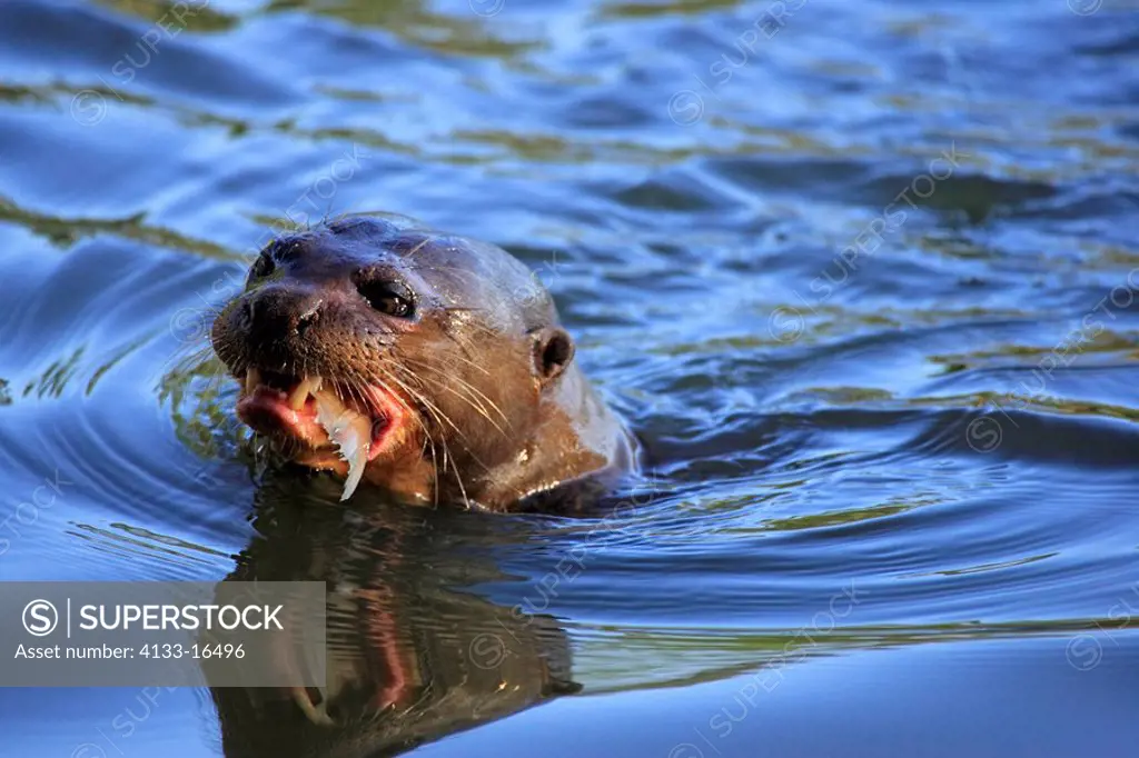 Giant River Otter,Pteronura brasiliensis,Pantanal,Brazil,adult,in water,swimming,with prey,with fish,feeding,portrait