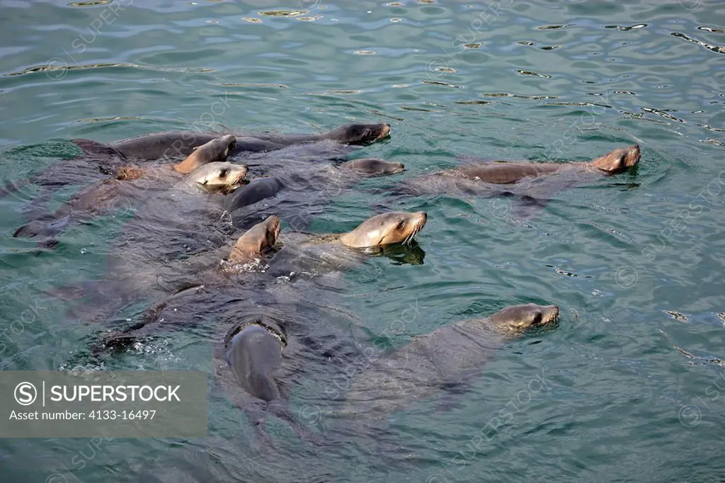Californian Sea Lion,Zalophus californianus,Monterey,California,USA,group in water