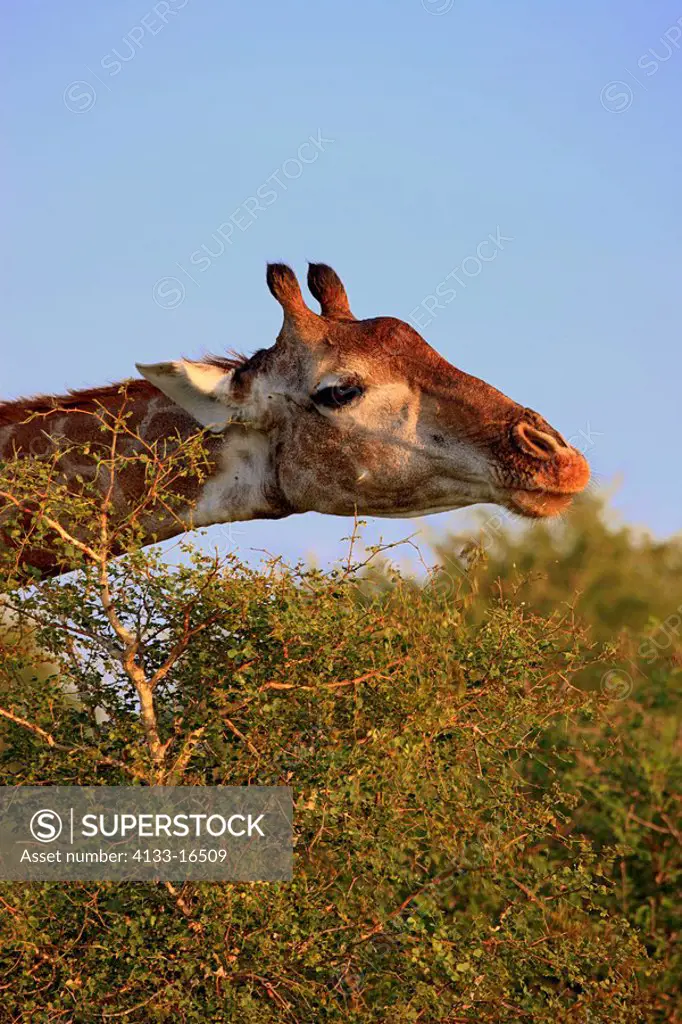 Cape Giraffe,Giraffa camelopardalis giraffa,Kruger Nationalpark,South Africa,Africa,adult portait feeding