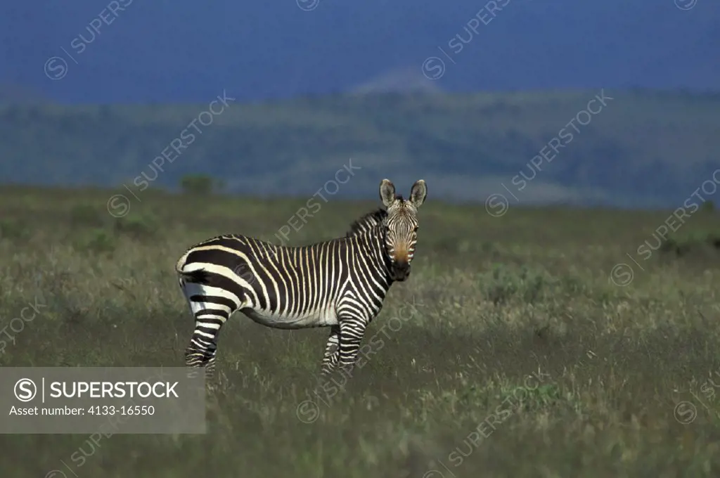 Cape Mountain Zebra , Equus zebra zebra , Mountain Zebra National Park , South Africa , Africa , Adult