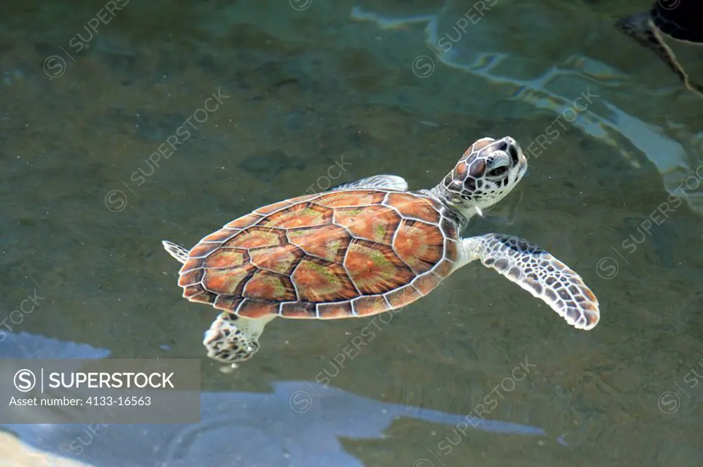 Green Sea Turtle,Chelonia mydas,Cayman Islands,Grand Cayman,Caribbean,adult swimming in water breathing