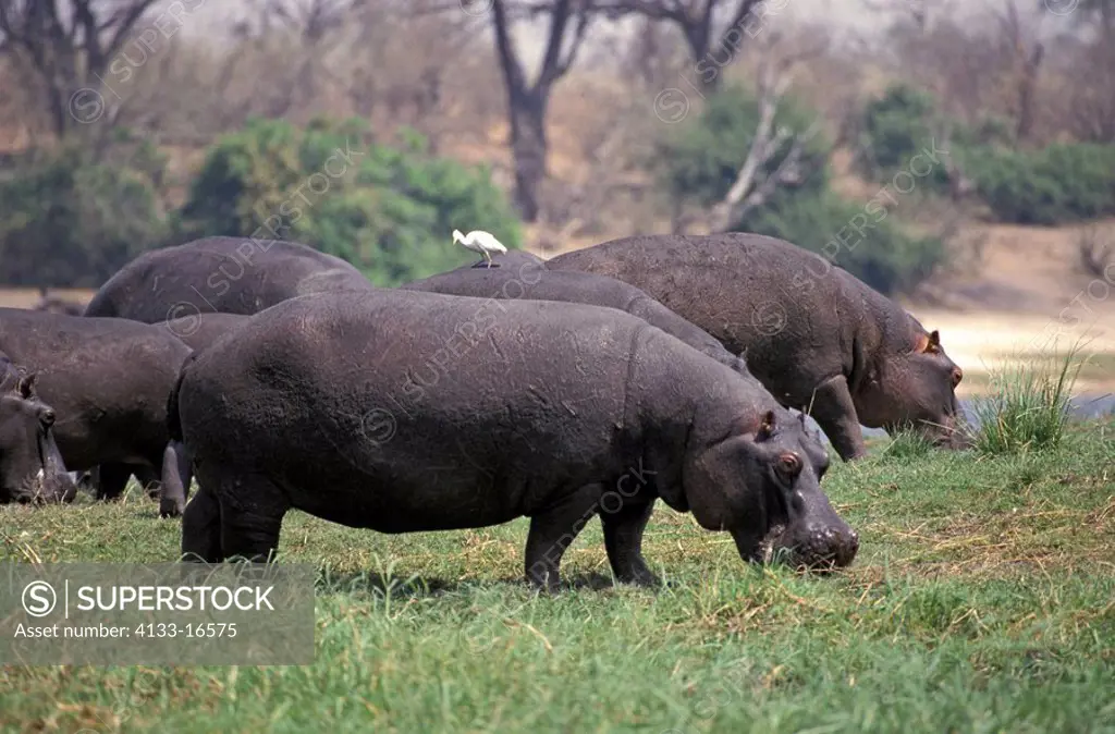 Hippopotamus,Hippopatamus amphibius,Chobe Nationalpark,Botswana,Africa,group of adults feeding on shore