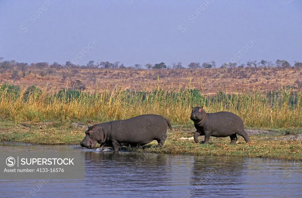 Hippopotamus,Hippopatamus amphibius,Chobe Nationalpark,Botswana,Africa,adult female with subadult going into the water