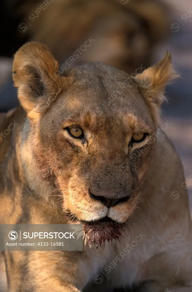 Lion,Panthera leo,Chobe NP,Botswana,Africa,female portrait
