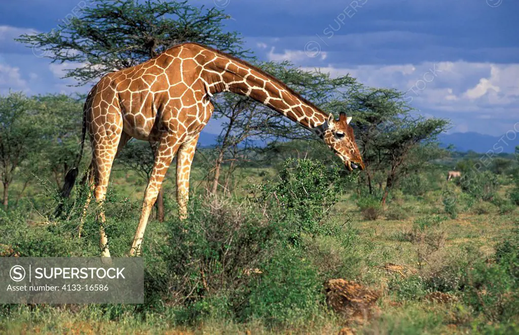 Reticulated Giraffe,Giraffa camelopardalis reticulata,Samburu Game Reserve,Kenya,Africa,adult female feeding